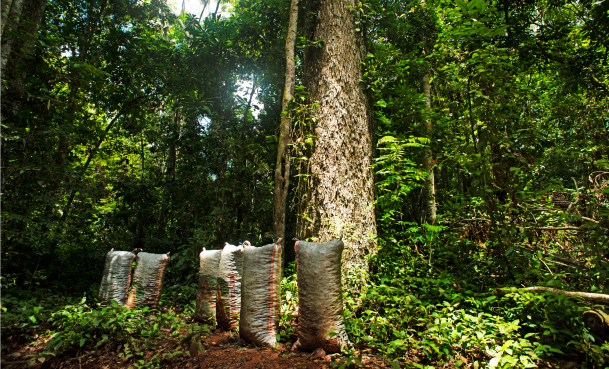 Prosegur y Prosegur Cash apoyan un proyecto REDD+ que protege más de 724.000 hectáreas de la Amazonía peruana