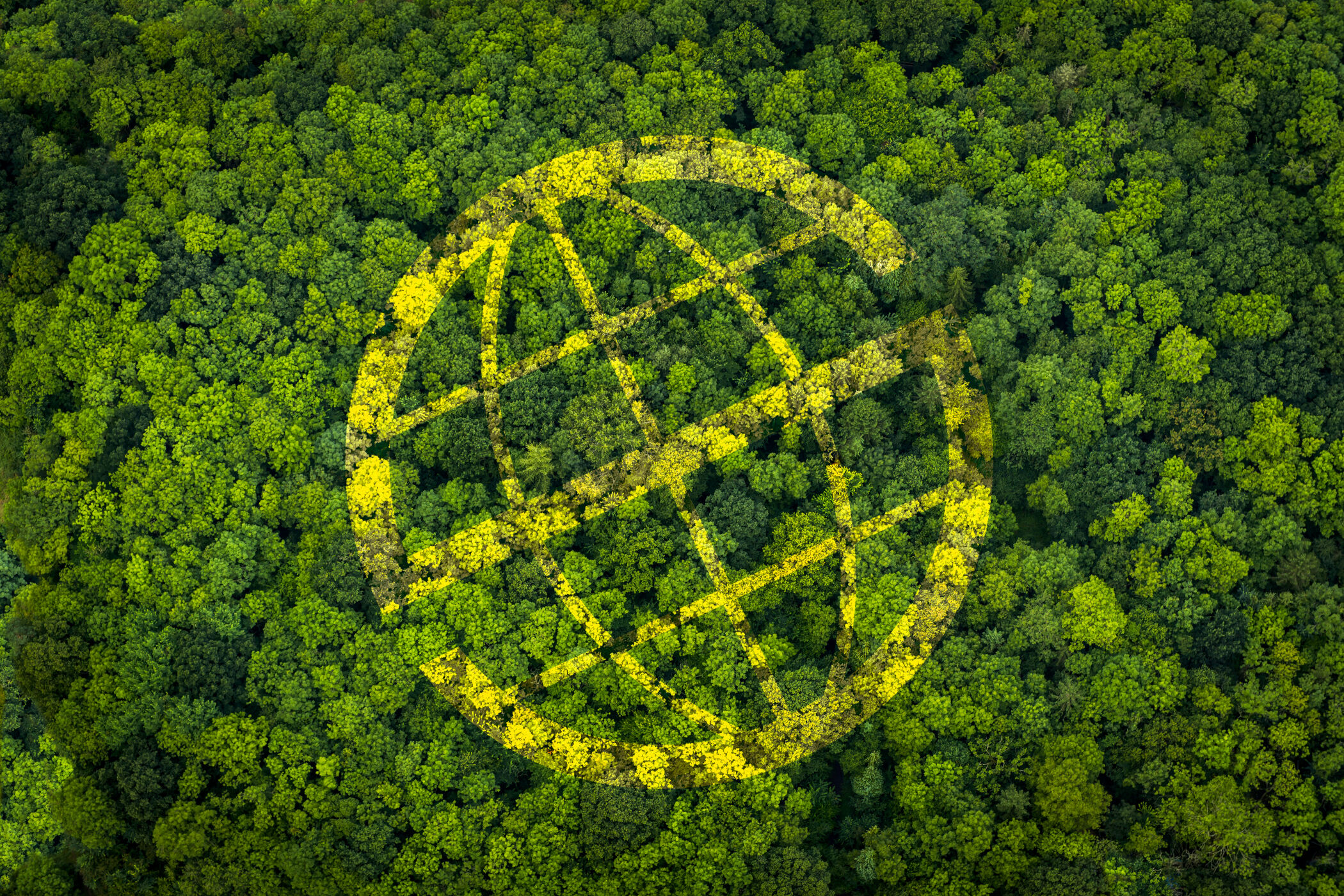 Prosegur y Prosegur Cash reafirman su compromiso con el medioambiente con un nuevo proyecto de compensación de emisiones en Brasil